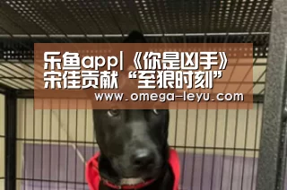 乐鱼app下载